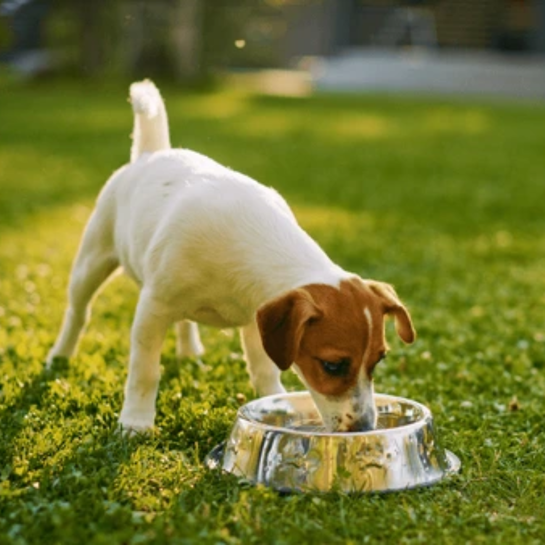 A small dog eating out of a steel bowl. They are on the grass.