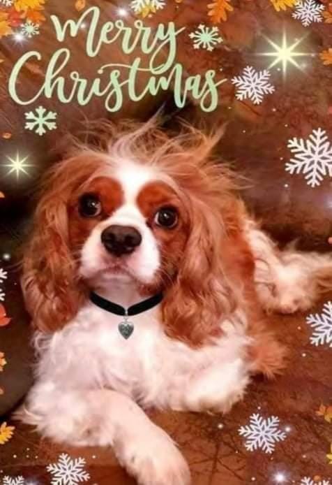 Cara Rescue Dogs Christmas Cards - 10 Pack