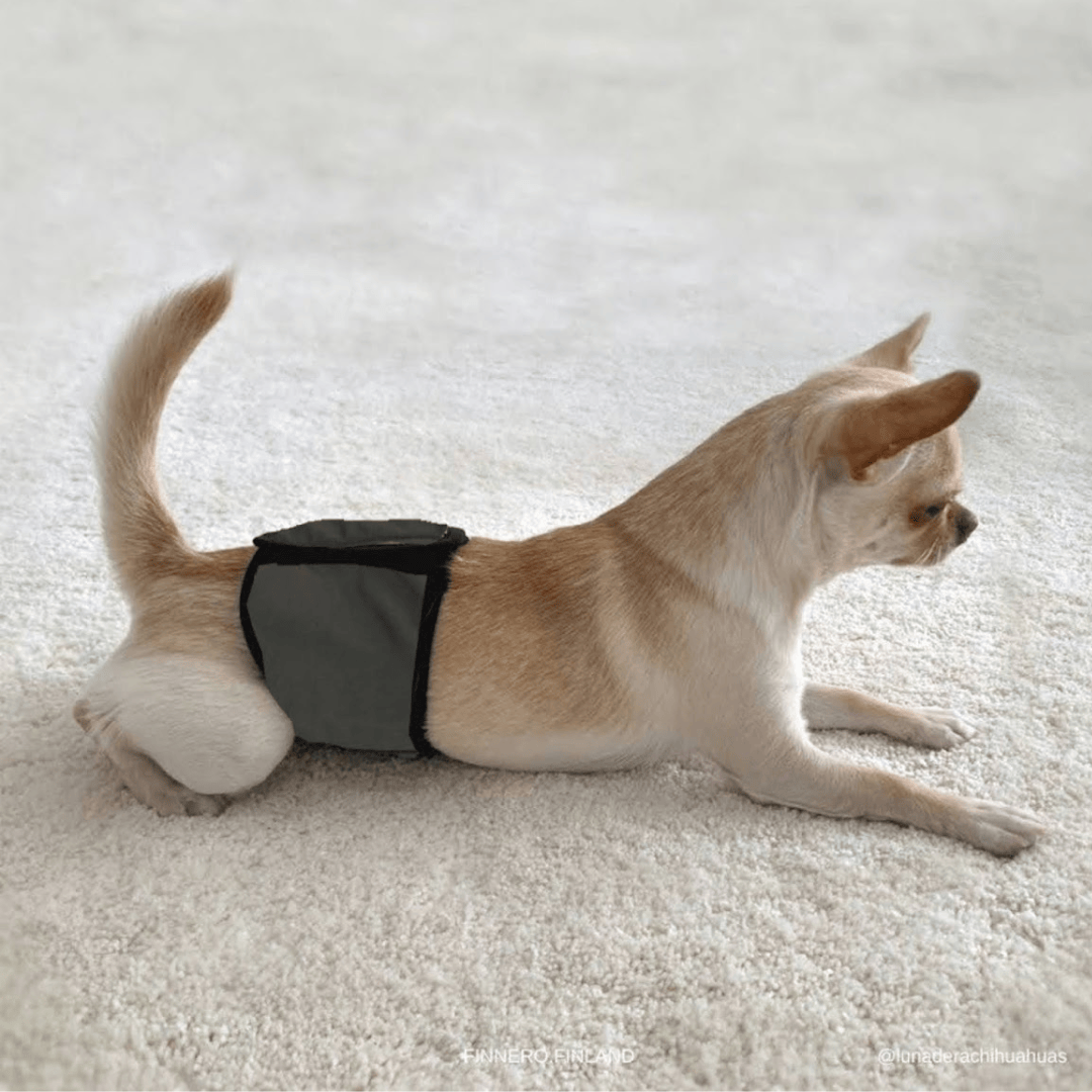 Chihuahua wearing a Finnero JustInCase Male Dog Belly Band