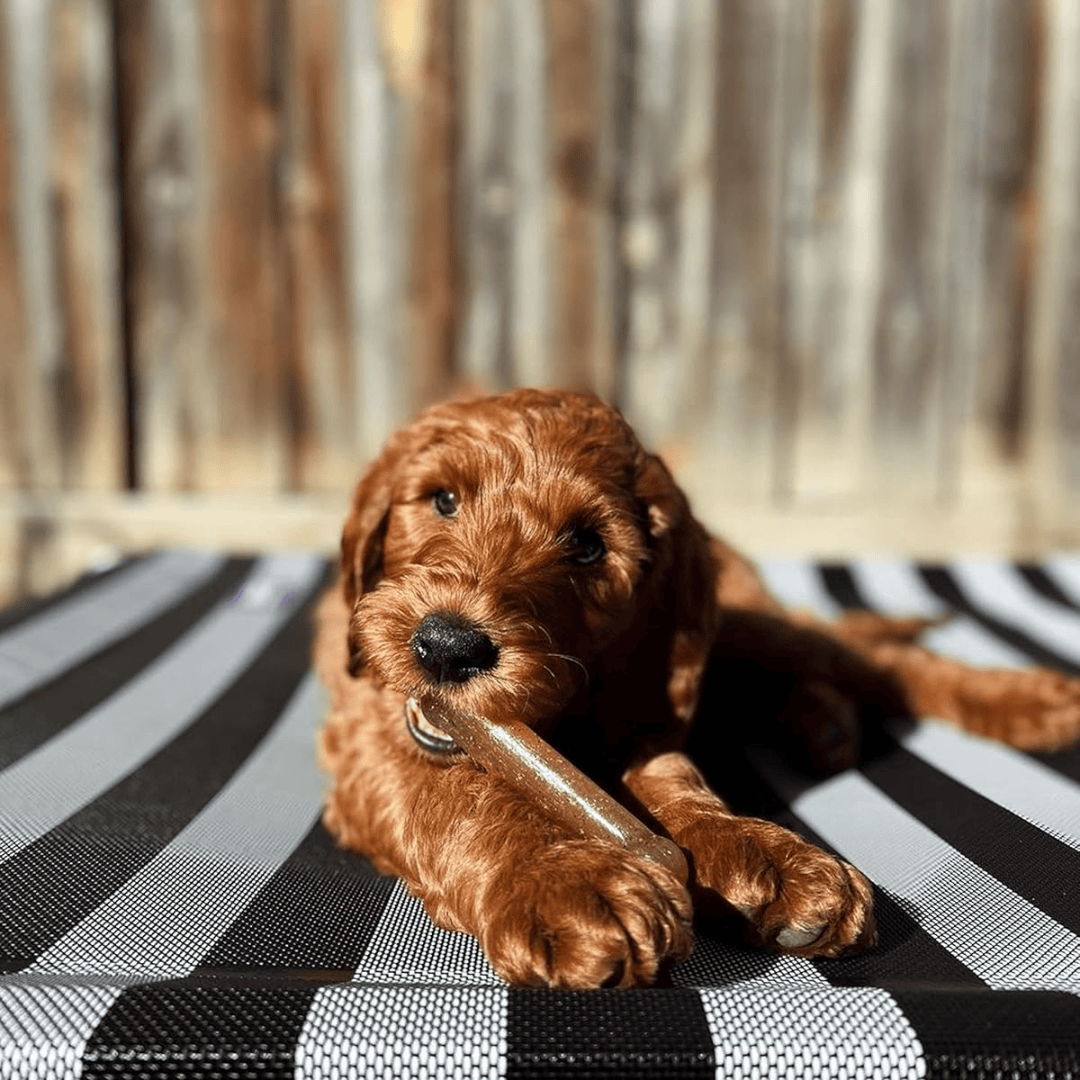 Nylabone Puppy Bone