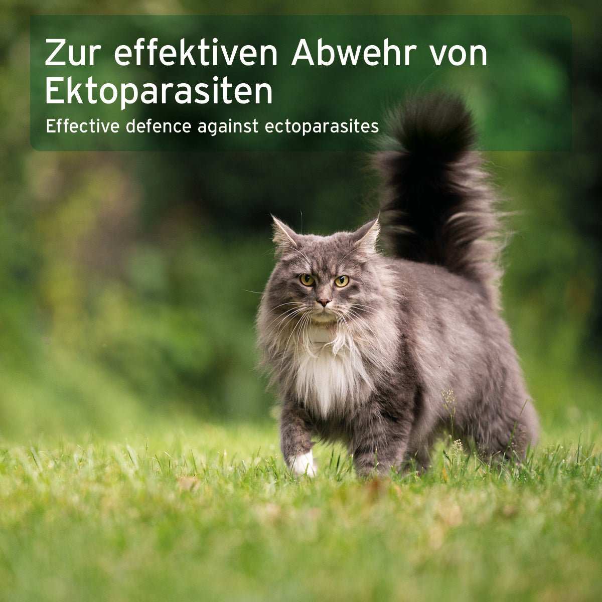 A long-haired gray cat stands on grass in an outdoor setting with a green blurred background. White text at the top reads 'Zur effektiven Abwehr von Ektoparasiten' and 'Effective defence against ectoparasites'.