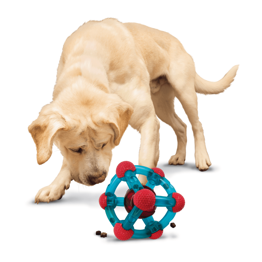 Labrador dog playing with the Kong Rewards Tinker