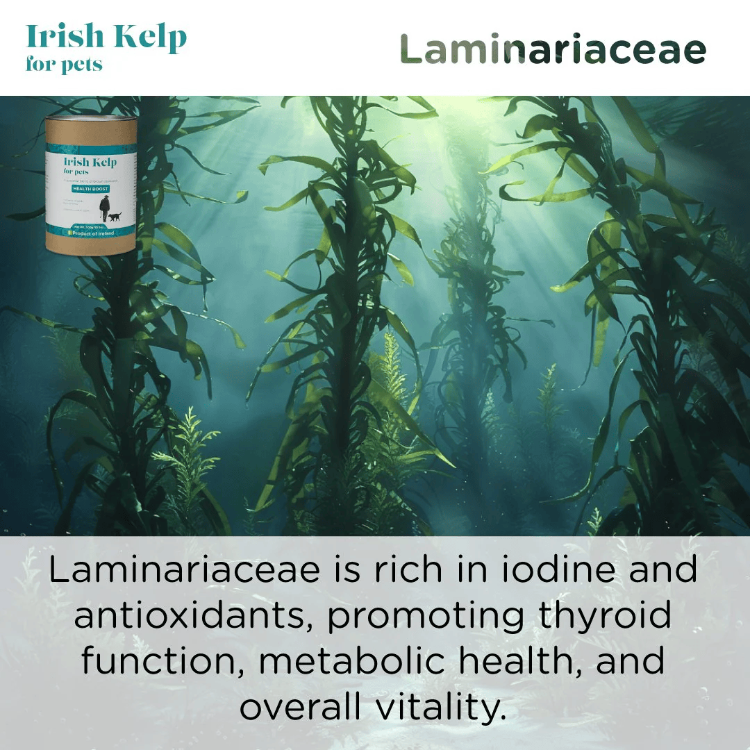 Organic Irish Kelp