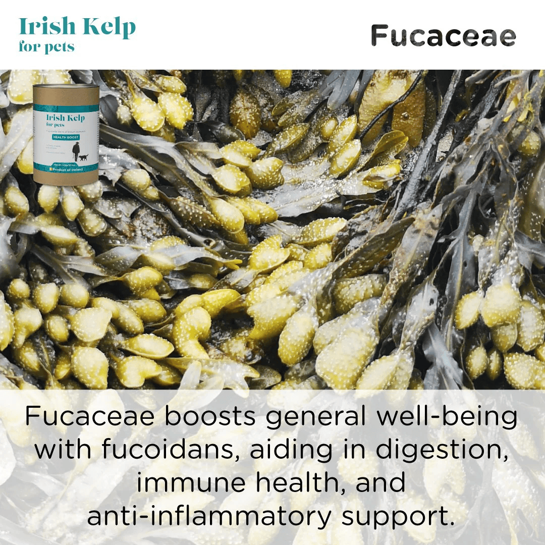 Organic Irish Kelp