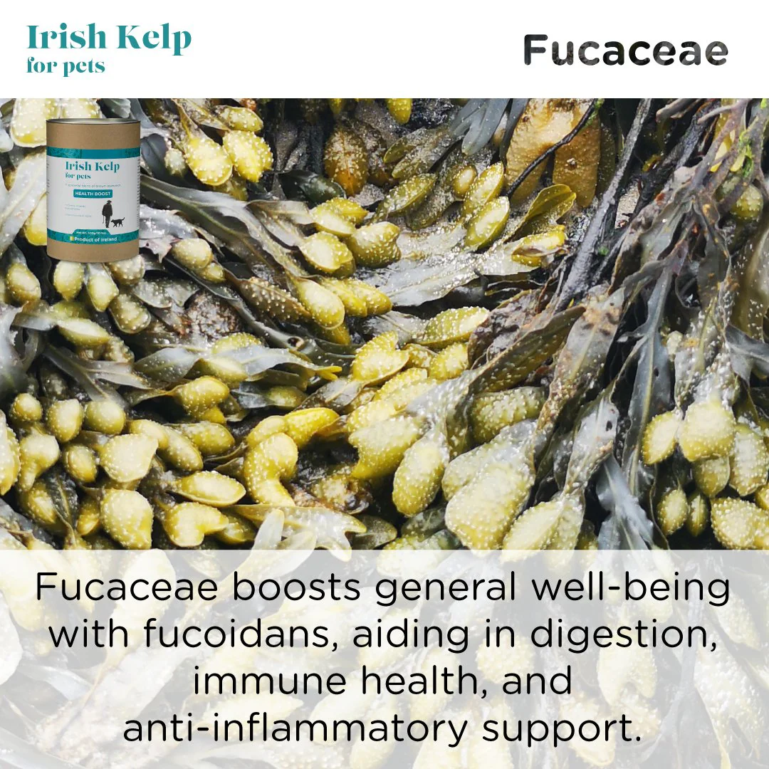 Organic Irish Kelp