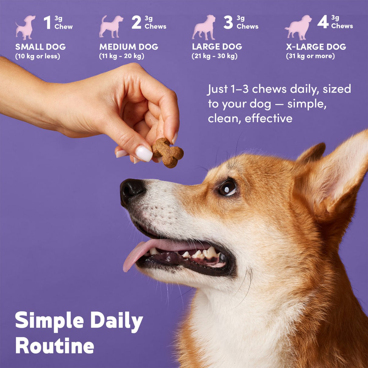 Dog being fed a treat with size guide for dogs on a purple background