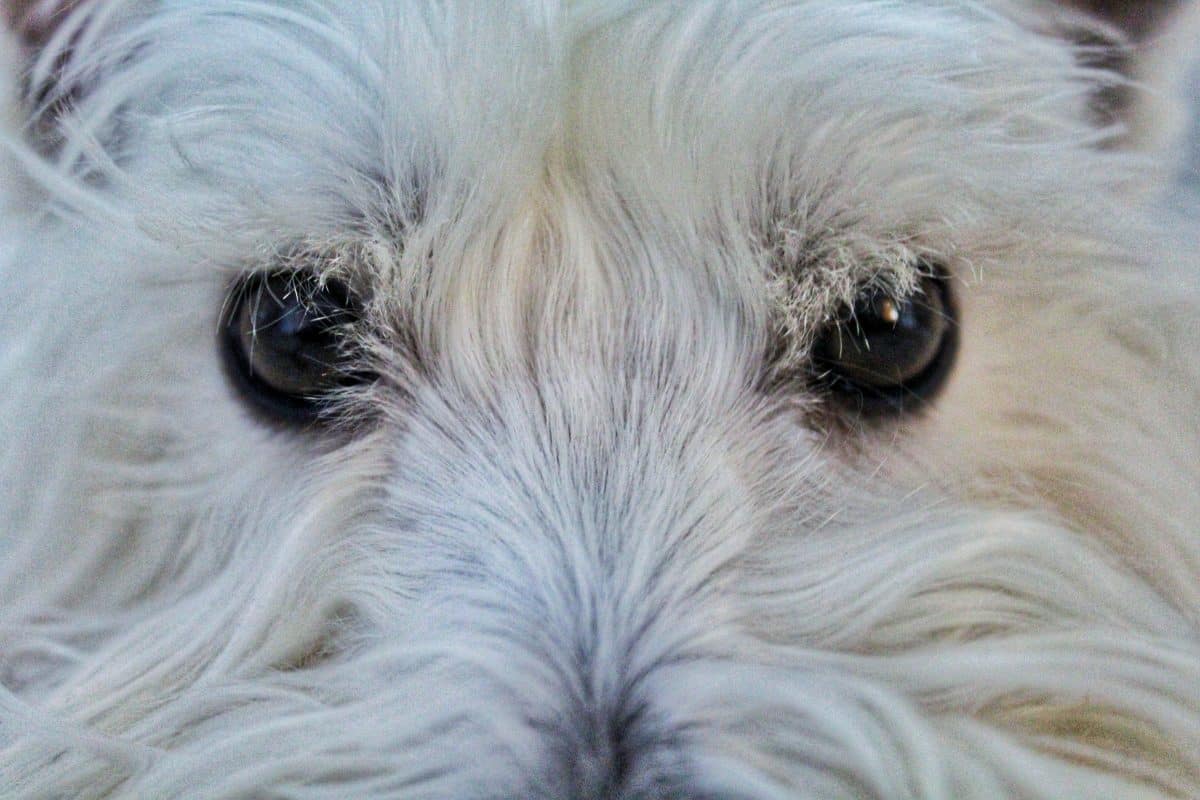 Holistic Hound Bright Eyes