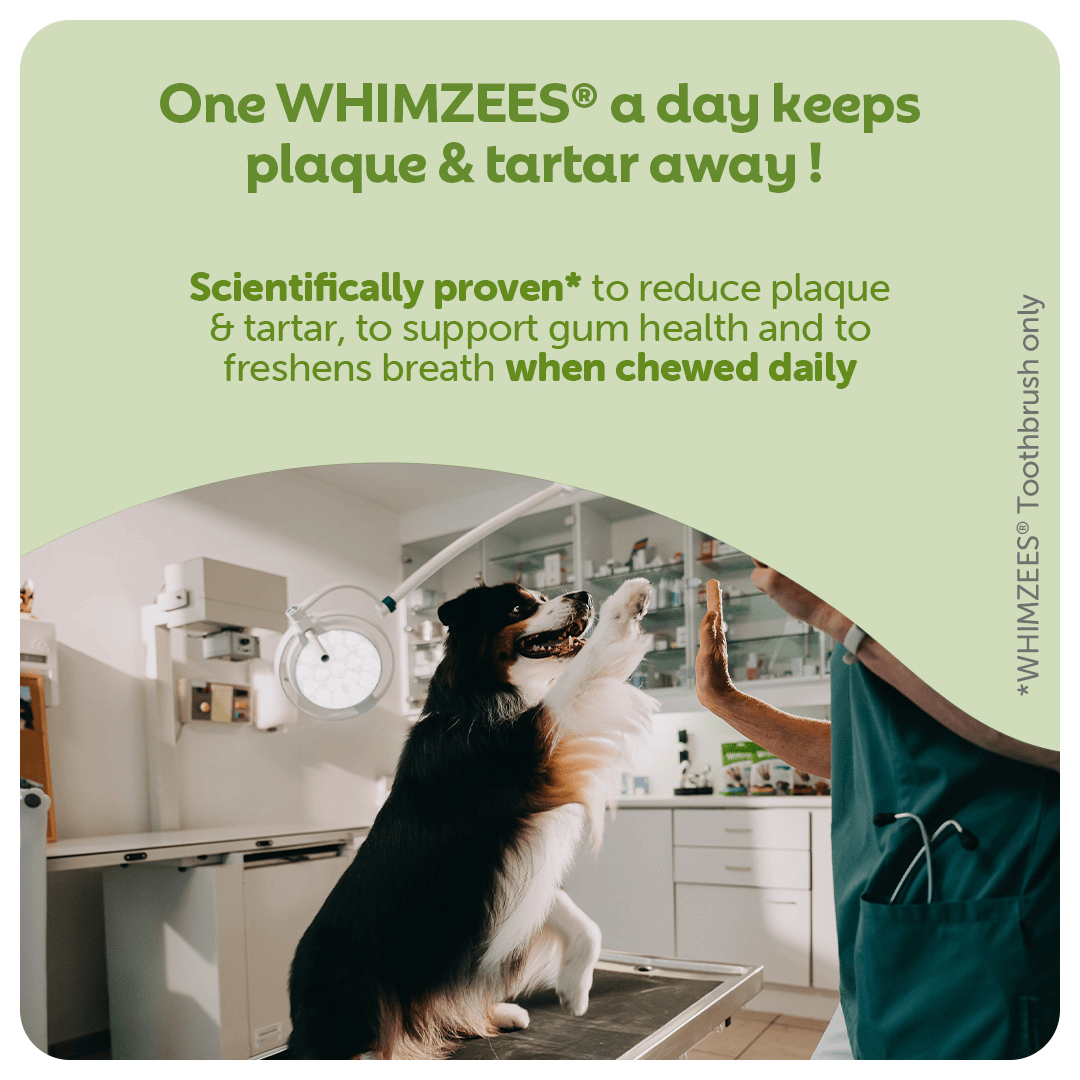 Whimzees Daily Dental Treats Toothbrush 10 Pack - Small Dogs