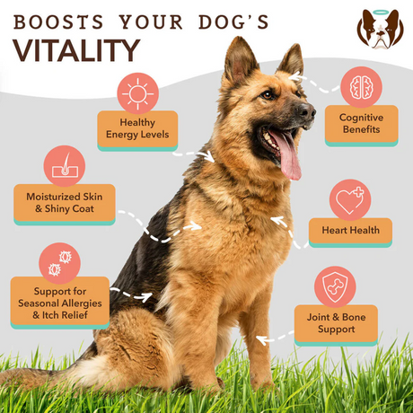 Some key benefits of the Natural Dog Company Wild Alaskan Salmon Oil