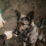 An owner feeding their dog a Carnilove Sardine with wild garlic soft snacks. They are in the forest.