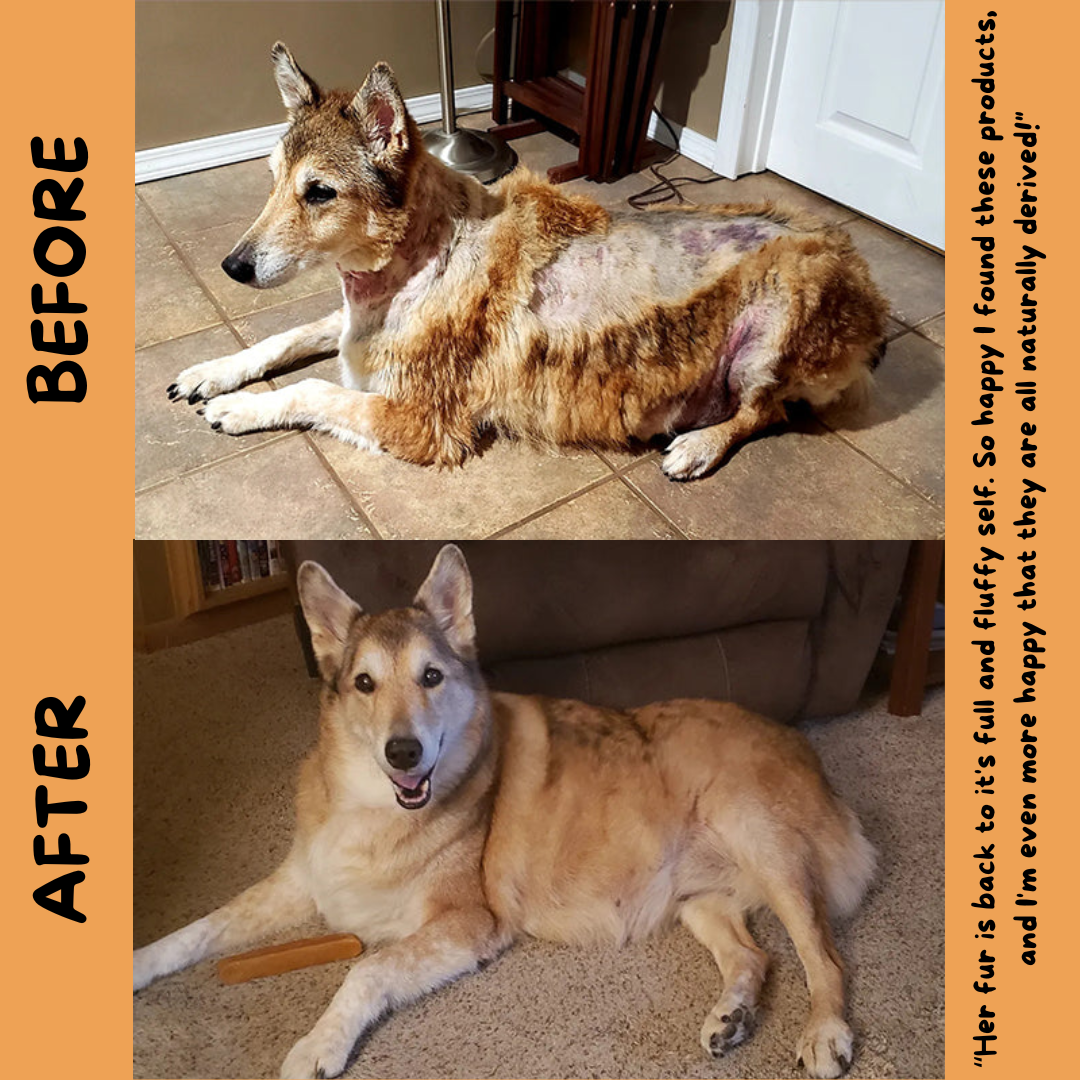 A before an after photo of a customer who used the Natural Dog Company Wild Alaskan Salmon Oil product on their dog. Clearly see a huge improvement of the dogs coat and skin.