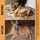 A before an after photo of a customer who used the Natural Dog Company Wild Alaskan Salmon Oil product on their dog. Clearly see a huge improvement of the dogs coat and skin.