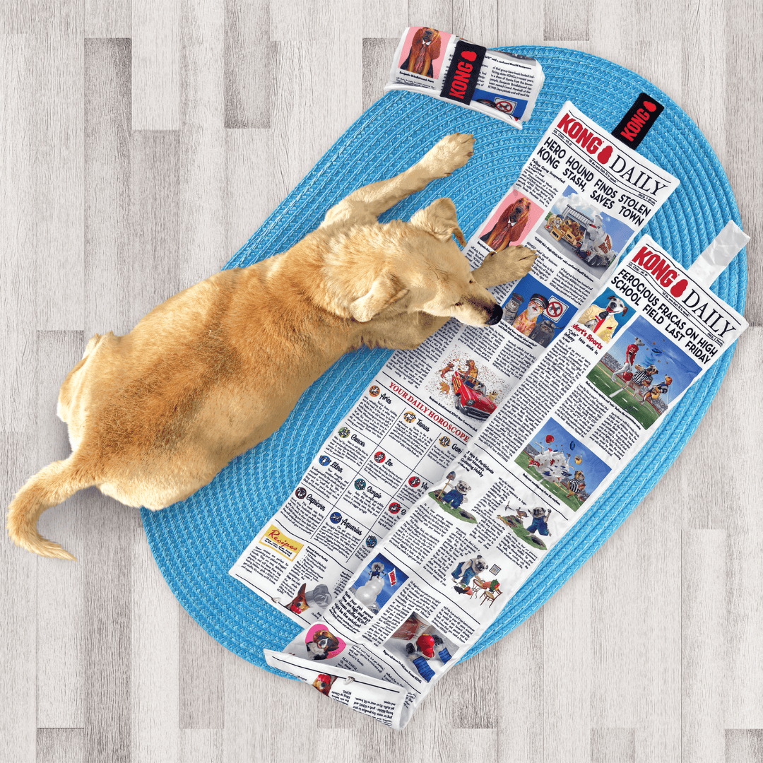 A dog enjoying some KONG Daily Newspapers XL on a blue rug.