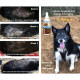 Probiotic Allergen Free Pet Spray | Provilan Lucaa+