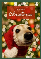 Cara Rescue Dogs Christmas Cards - 10 Pack