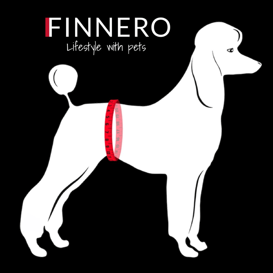 An infographic showing where to measure on your dog.