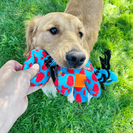 Retriever taking the Kong Signature Dynos toy from a person's hand.