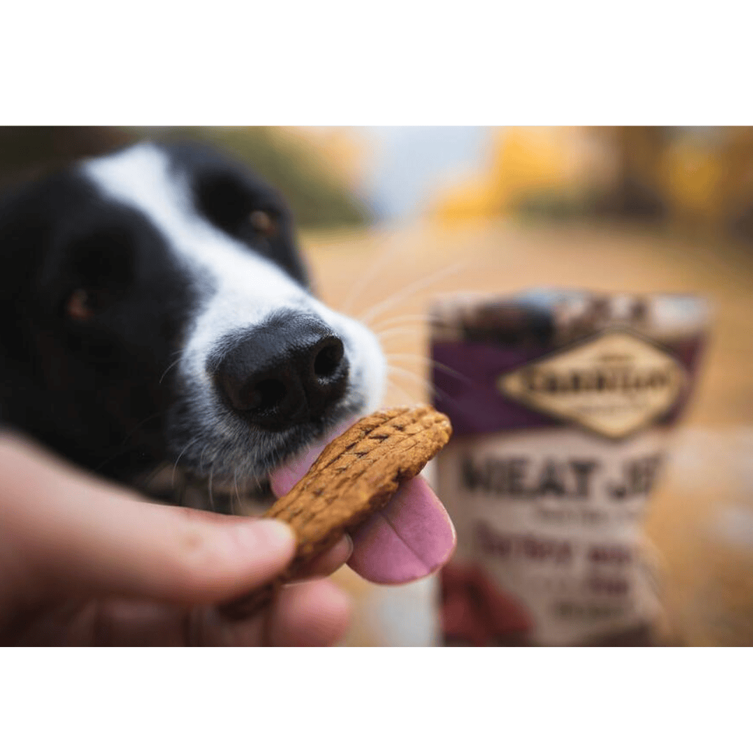 An owner feeding a black and white dog a Carnilove Turkey with Venison jerky treat. he packaging is in the background. The dog has their tongue out in excitement