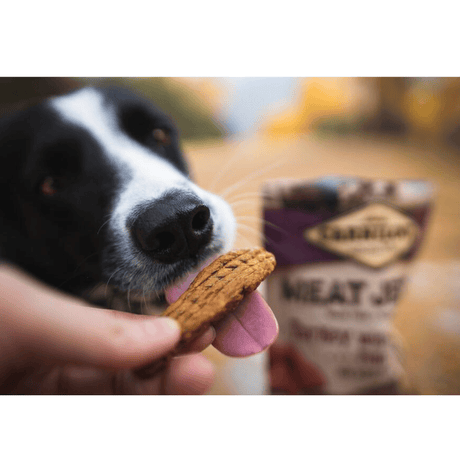 An owner feeding a black and white dog a Carnilove Turkey with Venison jerky treat. he packaging is in the background. The dog has their tongue out in excitement