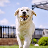 Yakers Dog Chew