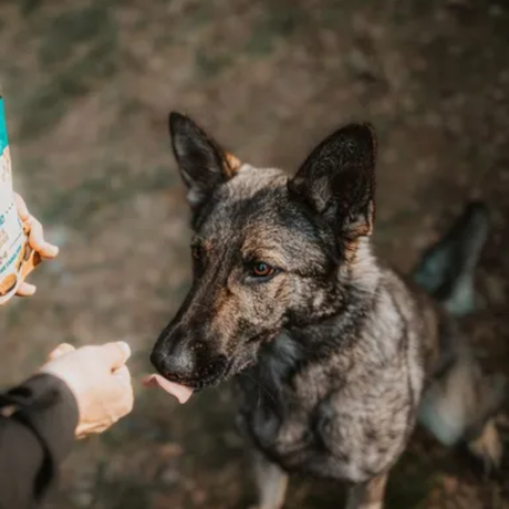 An owner feeding their dog a Carnilove Duck with Rosemary soft snacks. They are in the forest.