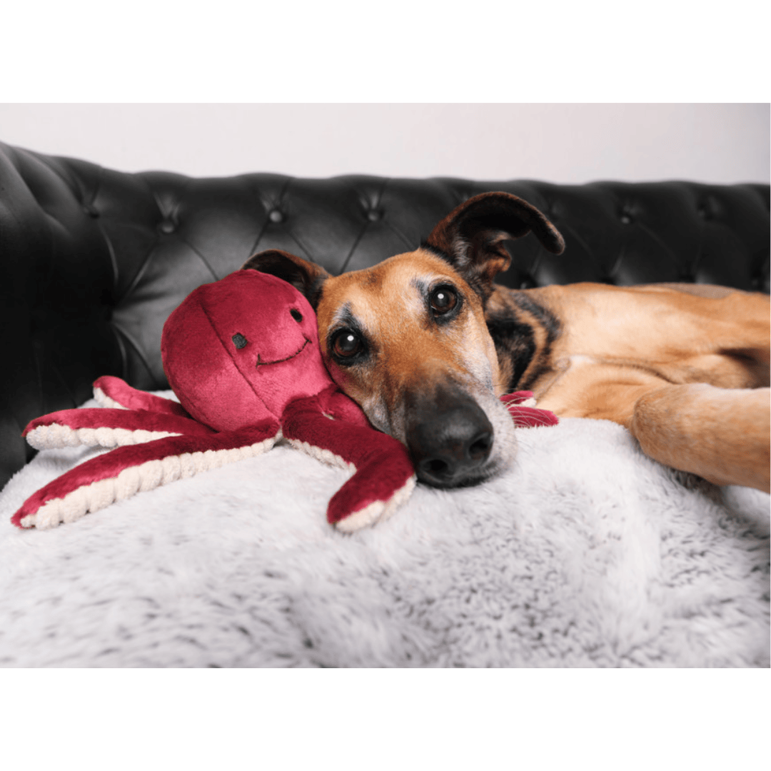 A dog and a Fluff & Tuff Olympia Octopus Plush Dog Toy are on a couch. Toy is a berry colour with a textured beige underside of the tentacles. 