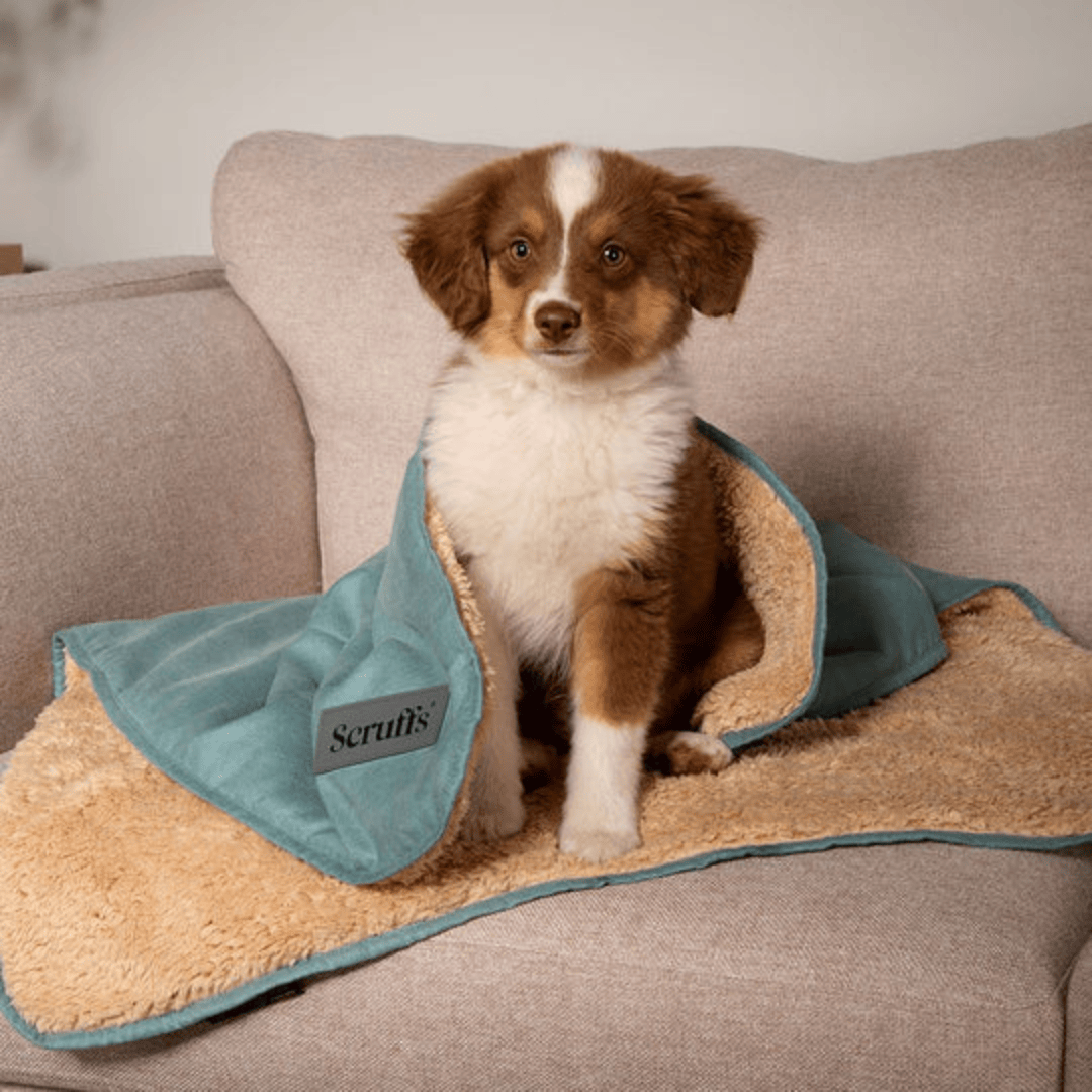 Puppy sitting on a sage green Scruff Snuggle Blanket on a sofa.