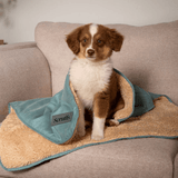 Puppy sitting on a sage green Scruff Snuggle Blanket on a sofa.