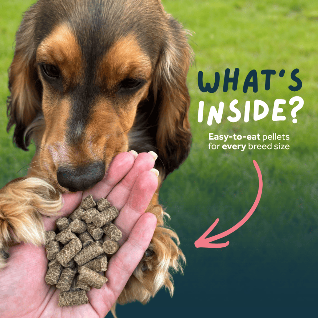 Dog looking at a hand holding dog food pellets with text about easy-to-eat pellets for every breed size.
