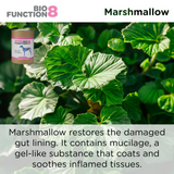 Biofunction8 Gut Soother Blend