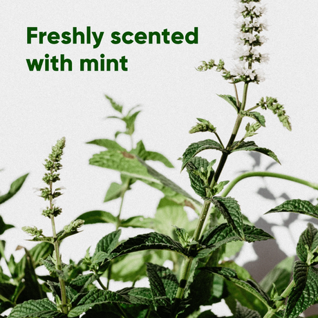 Freshly scented with mint.
