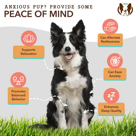 Some key benefits of the Natural Dog Company Supplement Chews