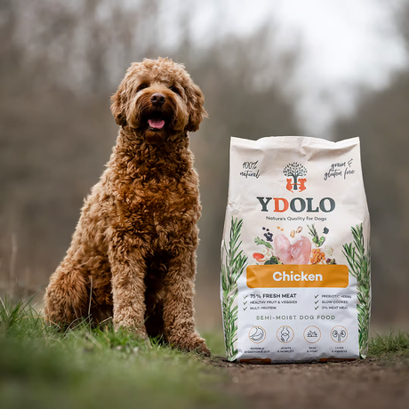 Red poodle cross dog sitting beside a 10kg bag of Ydolo Semi Moist Chicken Cold Pressed Dog Food.