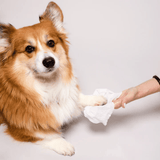 Corgi's paw being cleaned with a Natural Dog Company Grooming Wipe