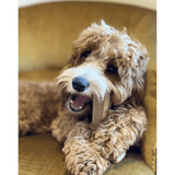 Bamboodles T-Bone Dog Chew - Roast Chicken