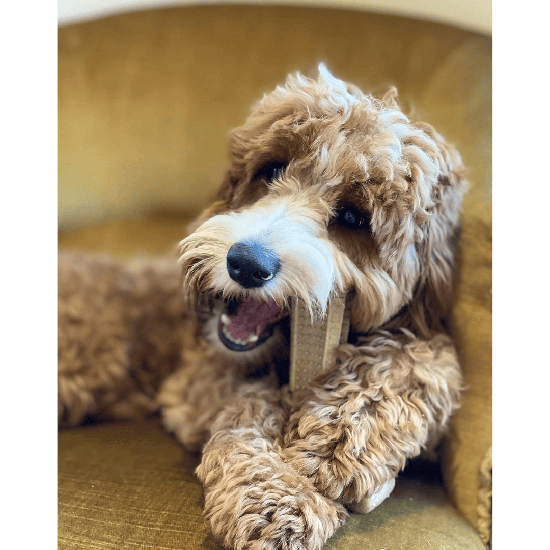 Bamboodles T-Bone Dog Chew - Mint