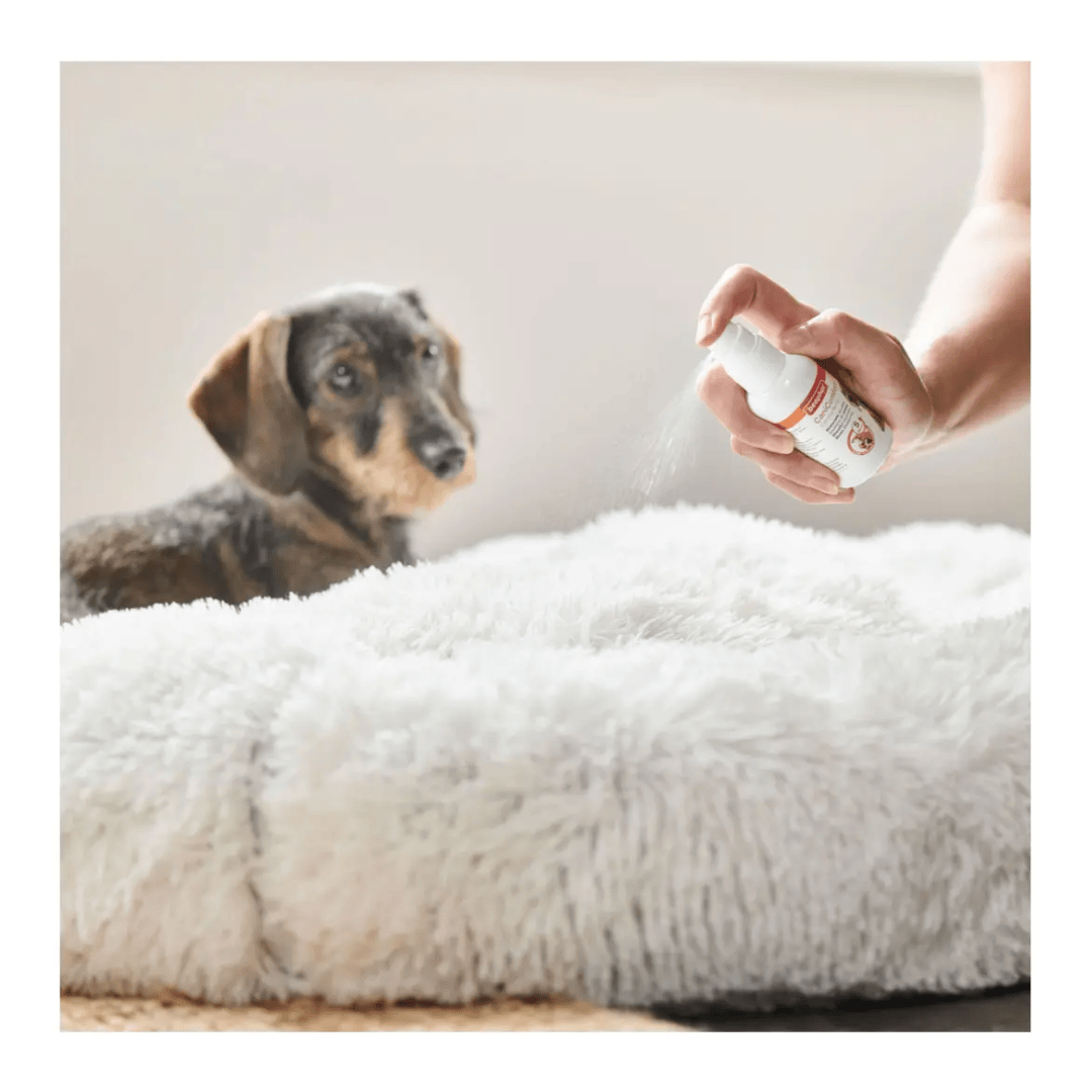 A dachshund sits on a fluffy white pet bed while a person holds a small spray bottle above the bed, CaniComfort Spray.
