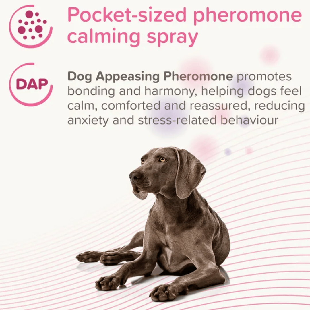 A gray dog lies on a light pink and white background with text reading 'Pocket-sized pheromone calming spray' and 'Dog Appeasing Pheromone promotes bonding and harmony, helping dogs feel calm, comforted and reassured, reducing anxiety and stress-related behaviour.'.