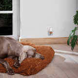 A brown dog rests on a round, rust-orange shaggy dog bed on a light wood floor in a bright room with a white wall and a small outlet with a plug inserted.