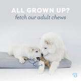 Benebone Maple Wood & Bacon Puppy 2pk