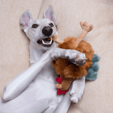 Fluff & Tuff Chandler Chicken Plush Dog Toy