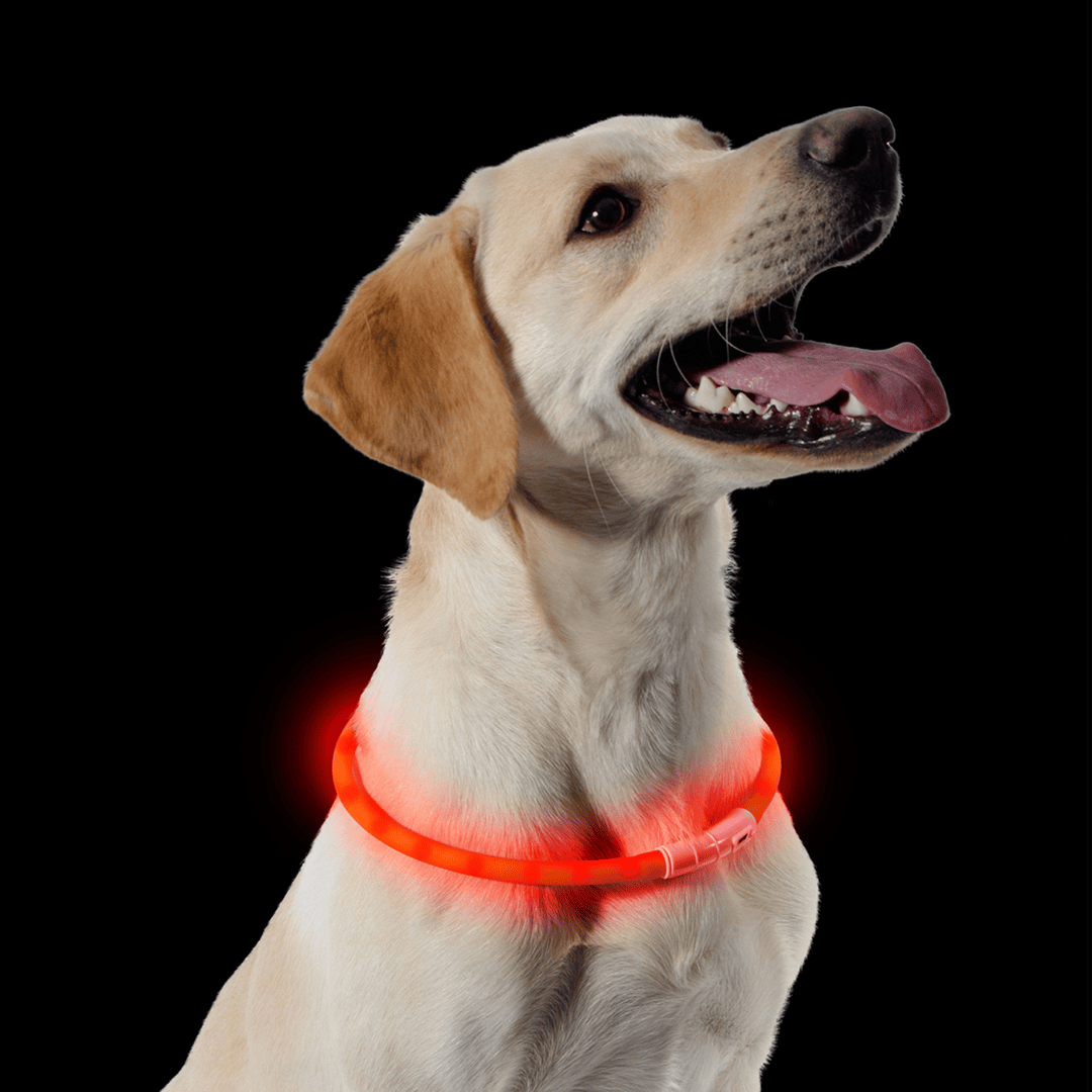 Ancol USB Flashing Collar