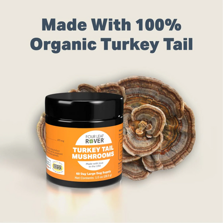 Four Leaf Rover - Turkey Tail Mushroom for Dogs 28.5g and a fresh Turkey Tail Mushrooms photographed here. Text saying "Made with 100% organic Turkey Tail" is above