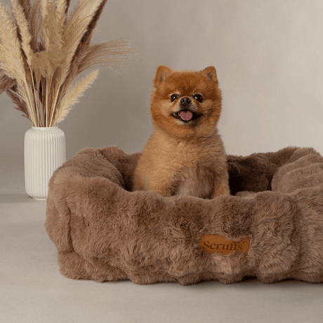 Scruffs Alpine Box Bed