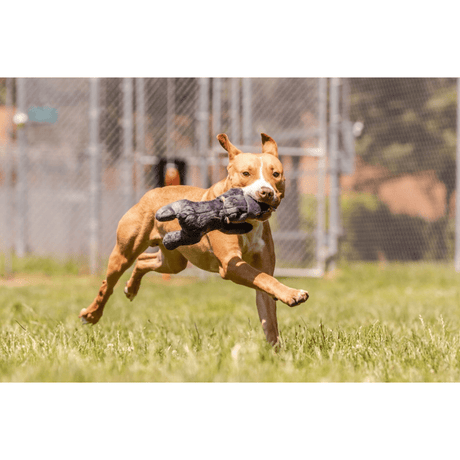 Dog running with a Helga Hippo in a grassy area