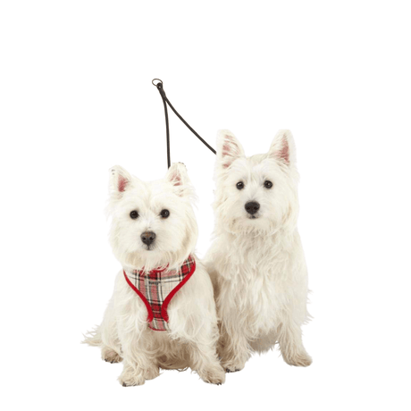 Bunty Dog Lead Splitter