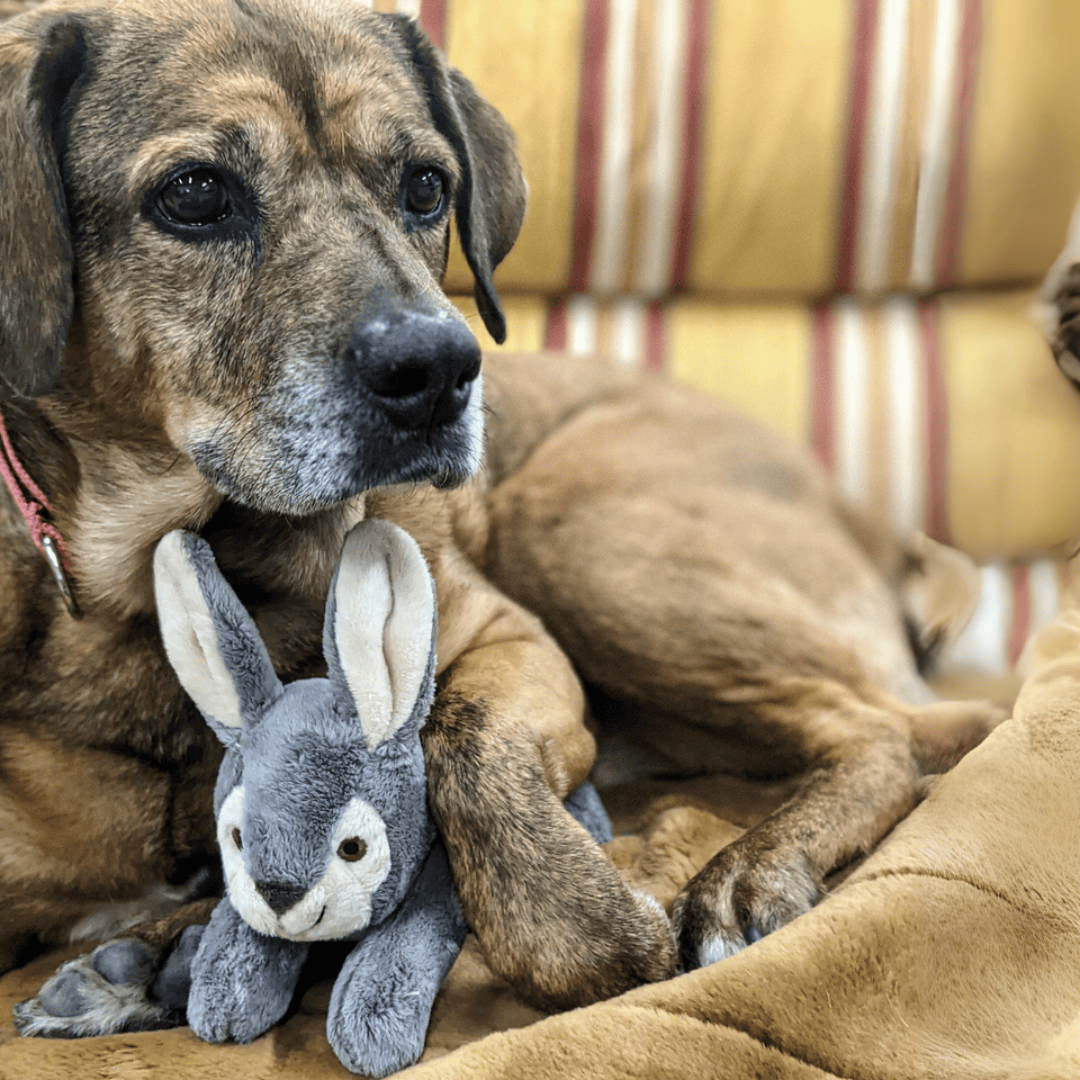 Fluff & Tuff Jessica Rabbit Plush Dog Toy – Fetch UK