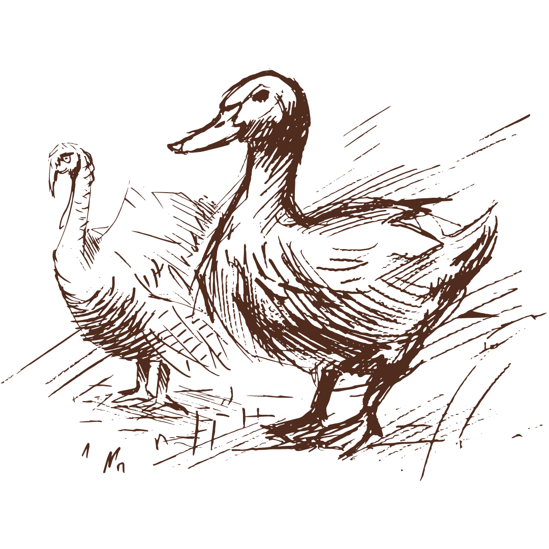 Sketch of a turkey and a duck on a white background
