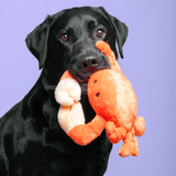 Fluff & Tuff Phyllis Crab Plush Dog Toy