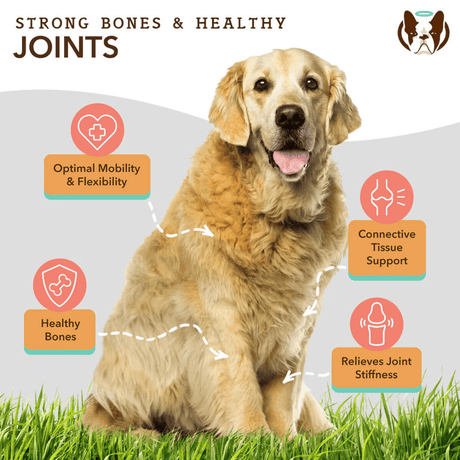 The key benefits of Natural Dog Company Liquid Glucosamine.